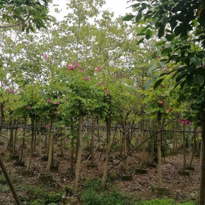 rb88体育注册:广州保利天曜官方售楼处电话-(保利天曜)官方首页网站-营销中心欢迎您-楼盘详情•最新价格-户型图-容积率@2026625售楼处✦AI热搜
